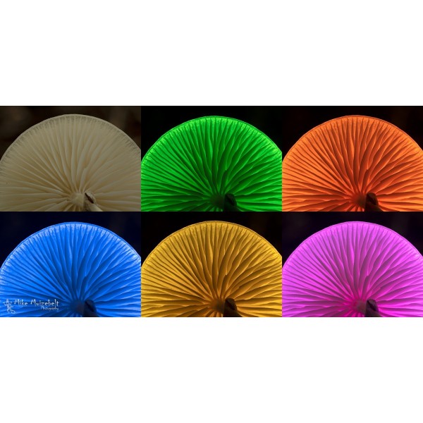 PAVOTUBE II 6C CON BATERÍA NANLITE - NA152017