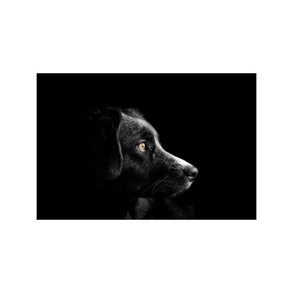 FONDO PAPEL MANFROTTO  SÚPER NEGRO 2,75 X 11 M.- LLLP9020